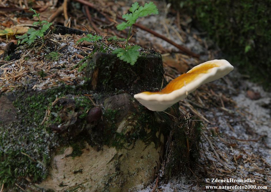 Lingzhi mushroom (Reishi mushroom), Ganoderma lucidum (Curtis) P. Karst. (Mushrooms, Fungi)